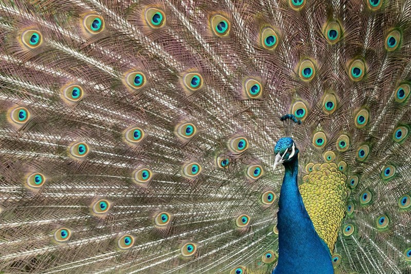 Indian peafowl or Peacock (Pavo cristatus) adult male bird displaying showing its tail feathers, England, United Kingdom, Europe