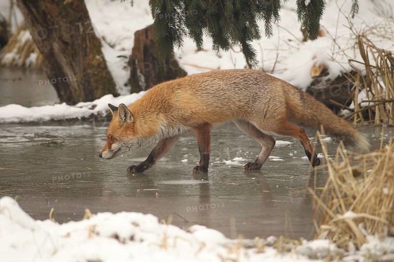 Red lynx (Vulpes vulpes) running across a frozen stream, Allgäu, Bavaria, Germany, Allgäu, Bavaria, Germany, Europe