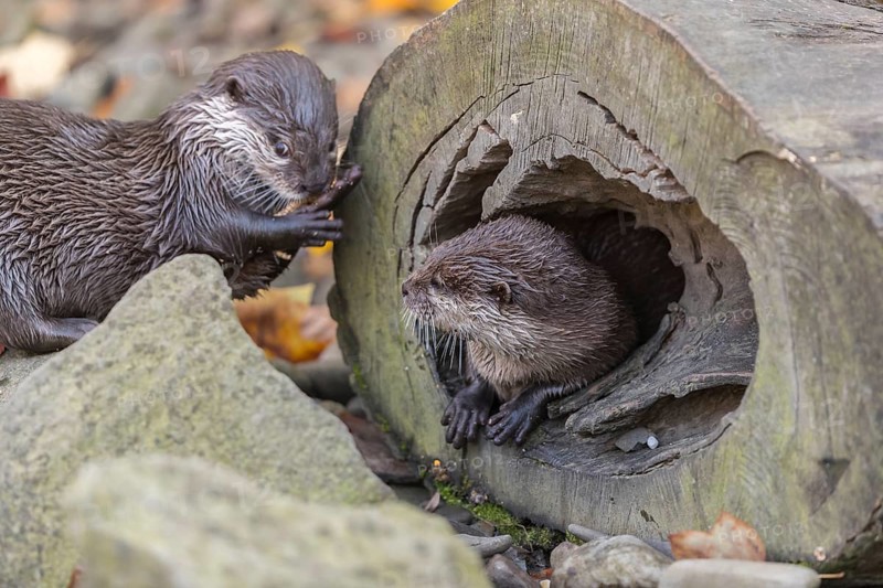 One oriental small-clawed otter or Asian small-clawed otter (Aonyx cinerea), hiding in a hollow log and resting. A second otter playing outside