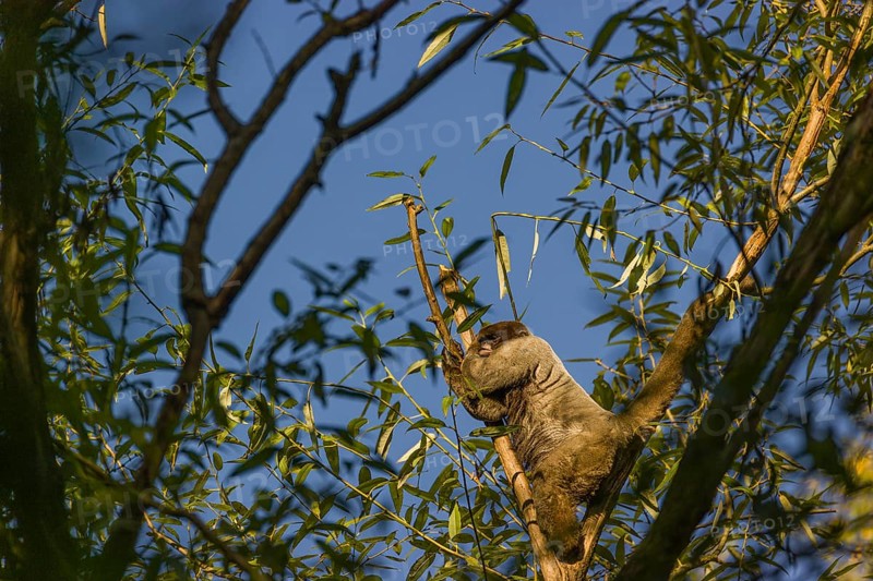 A common woolly monkey, brown woolly monkey, or Humboldt's woolly monkey (3) (Lagothrix lagothricha) sits in a tree