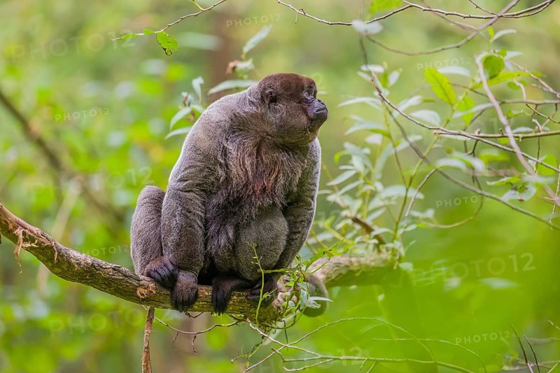 A common woolly monkey, brown woolly monkey, or Humboldt's woolly monkey (3) (Lagothrix lagothricha) sits in a tree