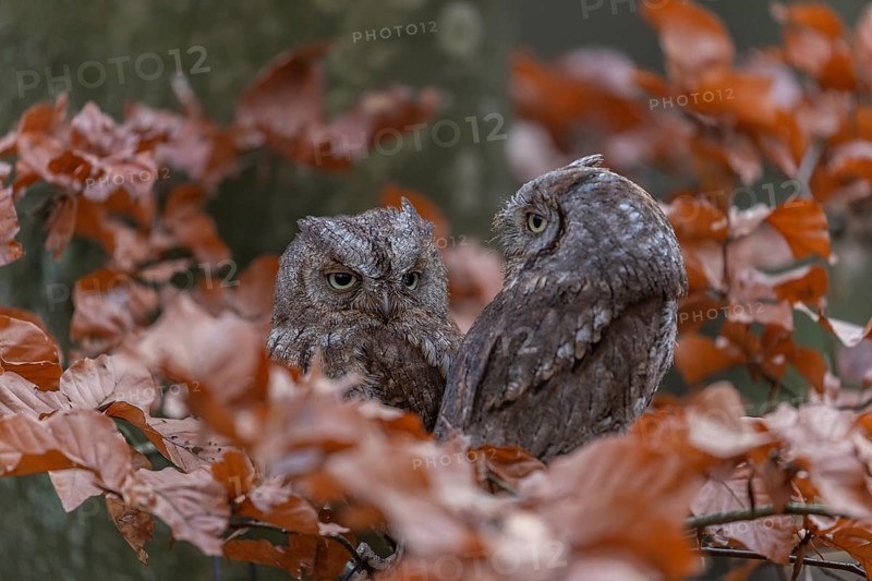 Two Eurasian scops owls (Otus scops)sitting on a twig of a beech tree, embedded in brown leafs