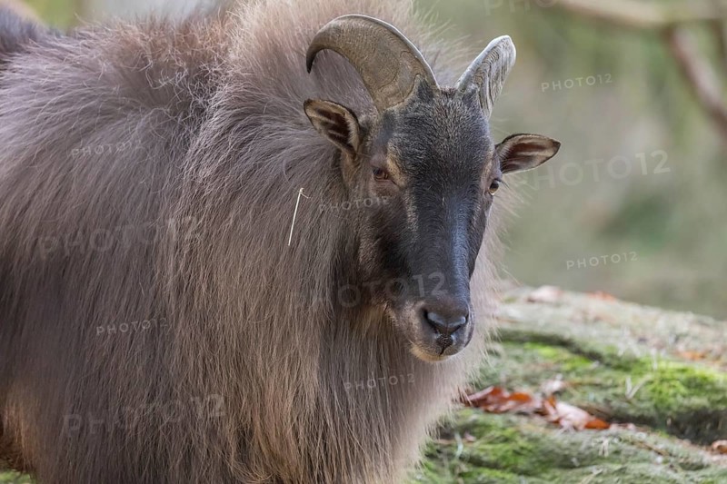 One male Himalayan Tahr (Hemitragus jemlahicus) standing in a forest. Green and yellow forest in the background