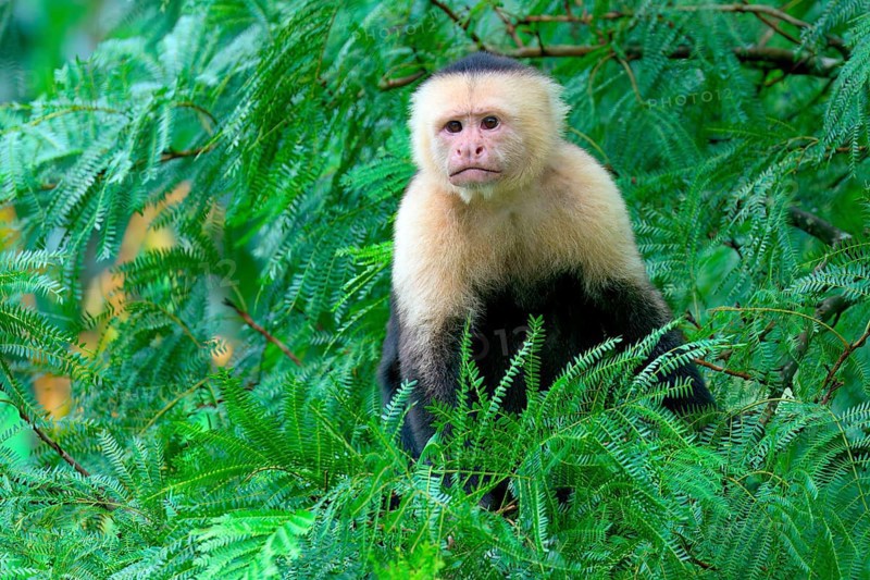 Panamanian white-faced capuchin (Cebus imitator) in a tree, Costa Rica, Central America