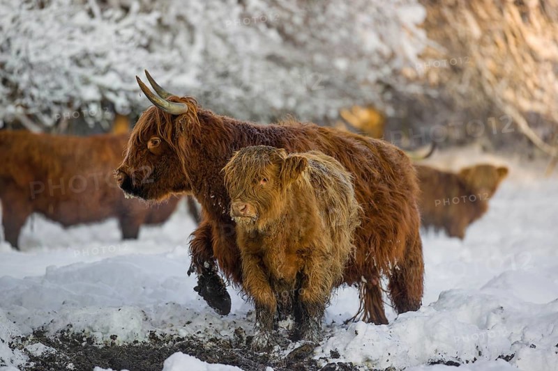 A highland calf (Bos primigenius taurus) and a cow standing in a snow-covered pasture