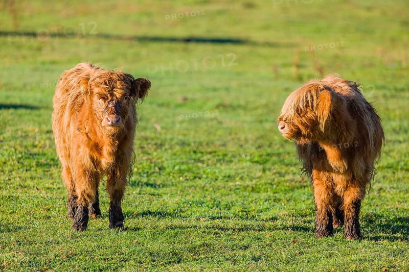 Two highland calves (Bos primigenius taurus) stand in a pasture in the early morning light