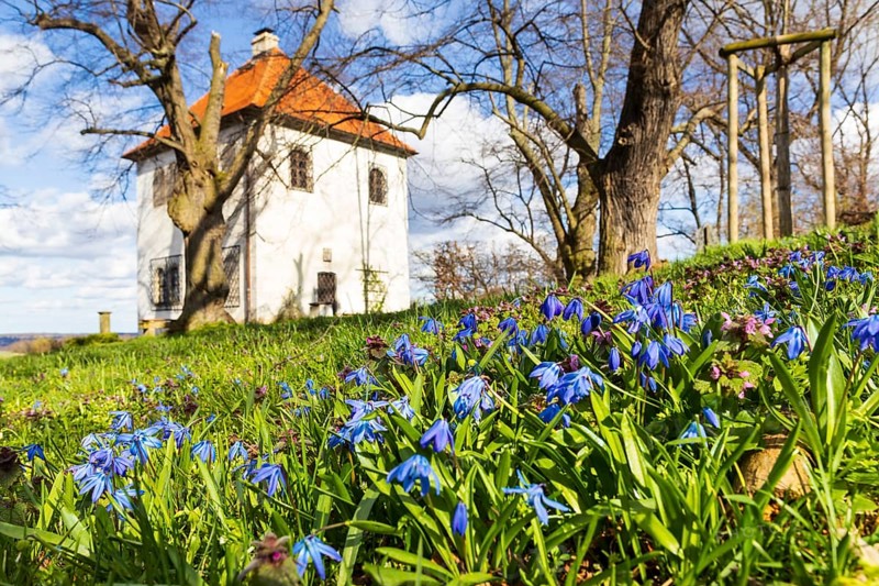 Blue stars (Scilla) in bloom at the Totenhäusel, vantage point above the Elbe valley near Meißen, Saxony, Germany, Europe