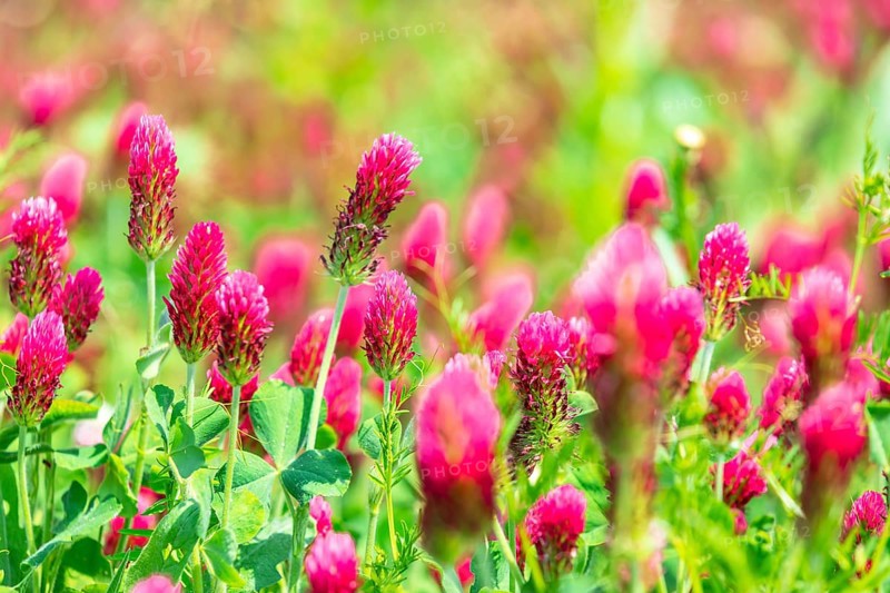 Incarnate clover (Trifolium incarnatum) in flower, Saxony, Germany, Europe