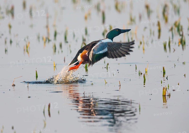 Northern Shoveler (Anas clypeata), male duck taking off in flight from lake, in display flight, island of Texel, Holland