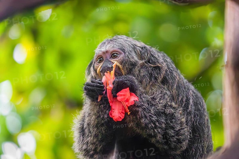 A female white-faced saki (Pithecia pithecia) sits in a Rose of Venezuela (Brownea grandiceps) tree, eating the blossoms of it