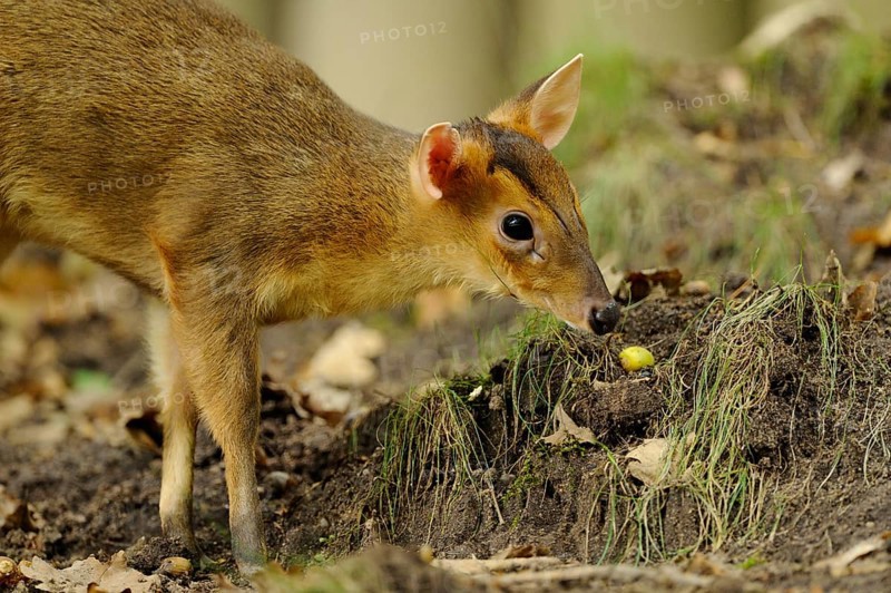 A muntjac sniffs curiously at the ground between autumn leaves in the forest, Chinese muntjac (Muntiacus reevesi), captive
