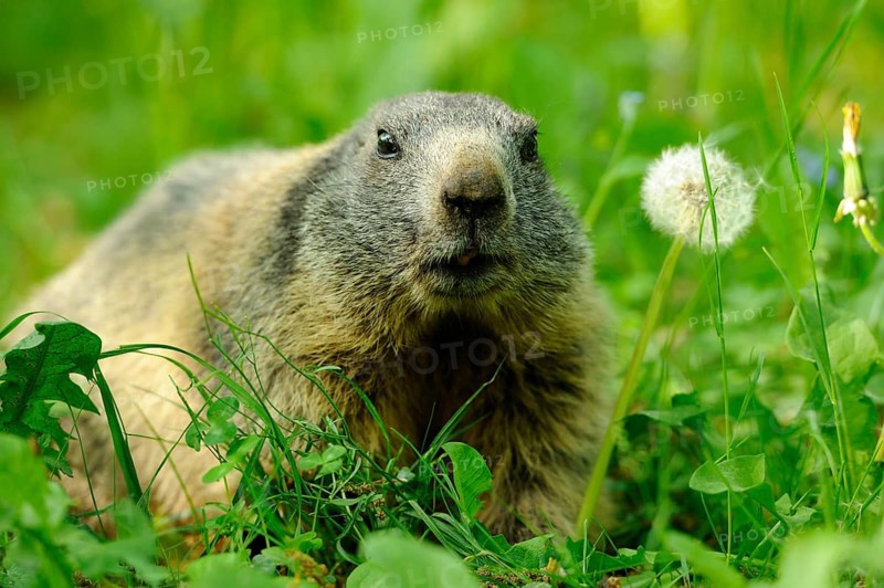 Marmot on a flowering meadow next to a dandelion in a quiet environment, Alpine marmot (Marmota marmota), Bavaria