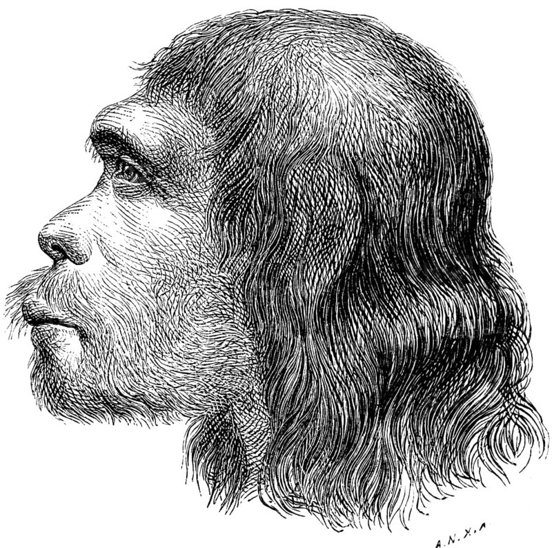 Profile of the head of a Neanderthal, Neanderthal (Homo neanderthalensis), limestone gorge east of Düsseldorf, mountainous limestone landscape, hair, potrait, palaeontology, history of mankind, North Rhine-Westphalia, Germany, historical illustration1880, Europe