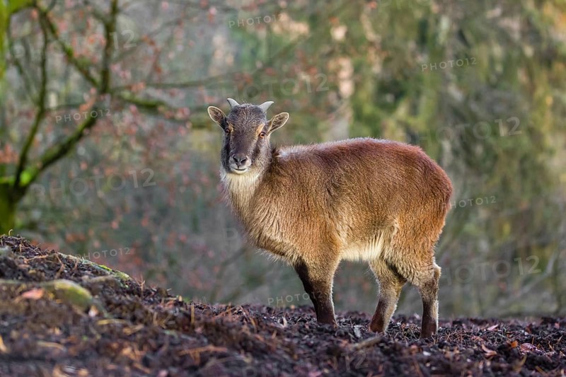 A female Himalayan Tahr (Hemitragus jemlahicus) stands on a forest edge. In the background is a dense forest