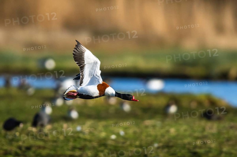 Common Shelduck, Tadorna tadorna, bird in flight over winter marshes