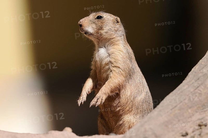 A prairie dog stands upright in the shade, alert and vigilant, black-tailed prairie dog (Cynomys ludovicianus), captive
