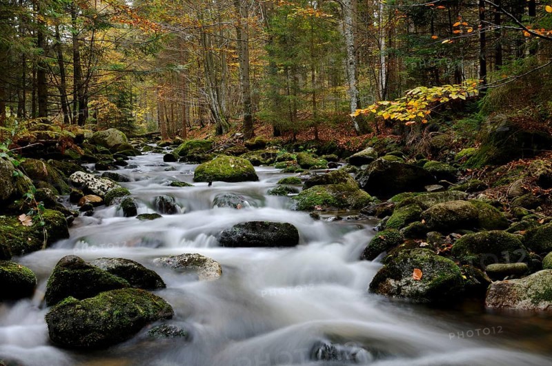 Natural idyll with a flowing stream in an autumn-coloured forest full of leaves and trees, Kleine Ohe, Bavarian Forest National Park
