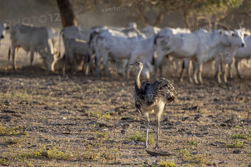 Nandu (Rhea americana), cattle farm, Pantanal, Brazil, South America