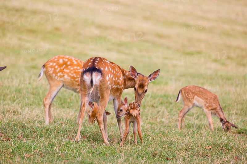 A female Dybowski deer (Cervus nippon hortulorum) grooms her fawn