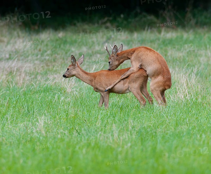 Roe deer (Capreolus capreolus), roebuck shoeing a doe in a meadow, mating, Germany, Europe