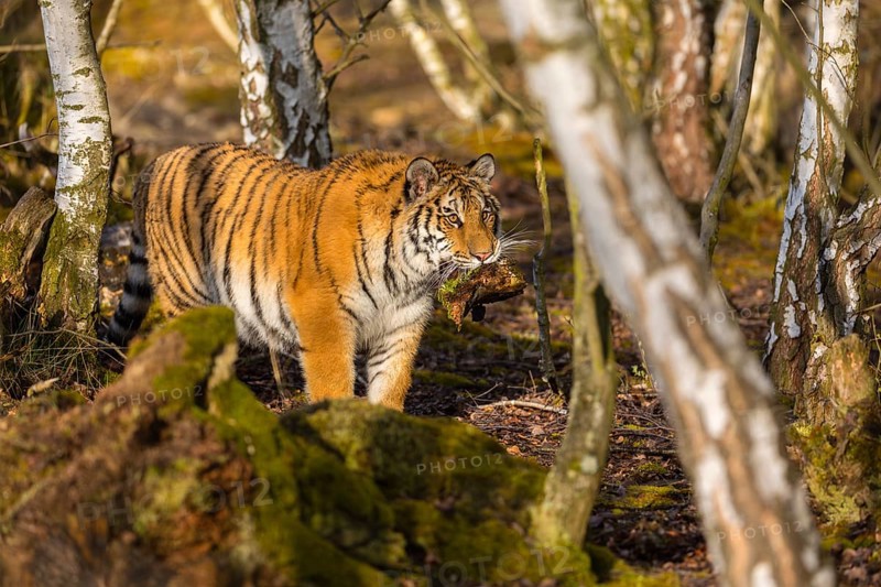 One young female Siberian Tiger, Panthera tigris altaica, playing with some rotten wood in a birch tree forest. Early morning light