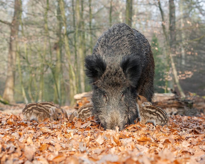 Wild boar, wild boar (Sus scrofa), a female suckling a young boar in the forest, Germany, Europe