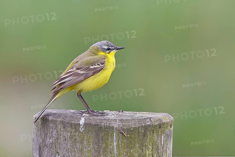 Yellow wagtail (Motacilla flava), on a pasture fence post, Dümmer, Lake Dümmer, Ochsenmoor, Hüde, Lower Saxony, Germany, Europe
