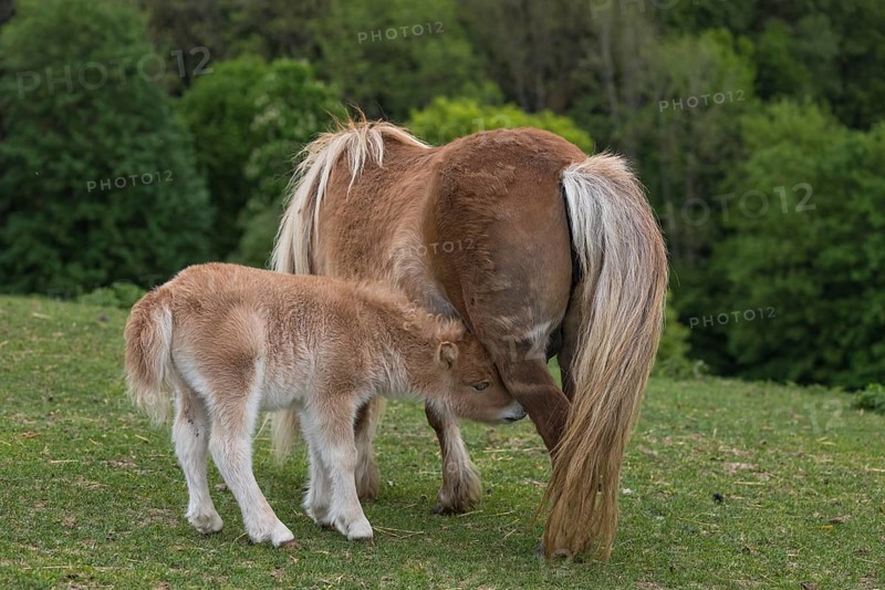 Falabella mare suckling foal, The Falabella (Equus ferus caballus) is the smallest horse at all