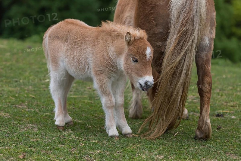 Falabella mare and foal, The Falabella (Equus ferus caballus) is the smallest horse at all