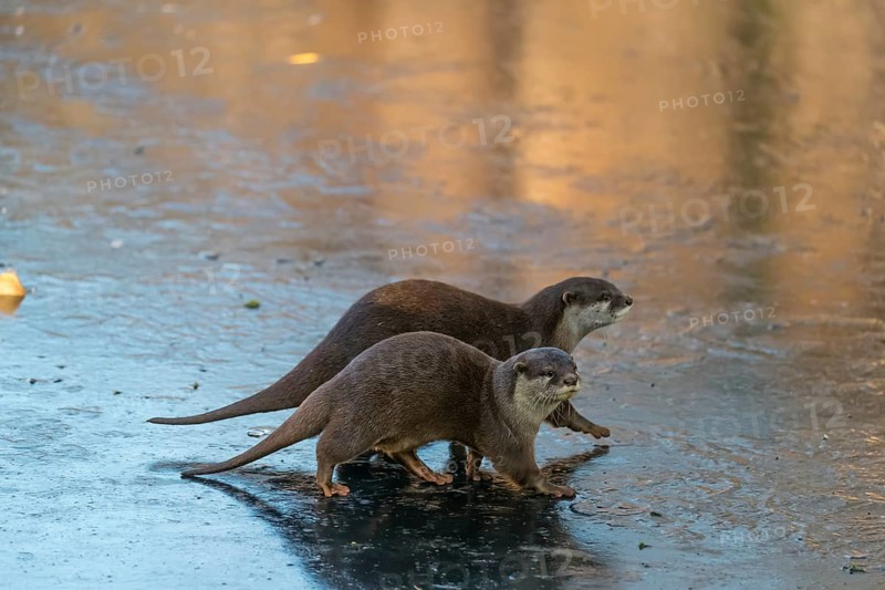 Two oriental small-clawed otter or Asian small-clawed otter (Aonyx cinerea), walk on the ice of a frozen pond