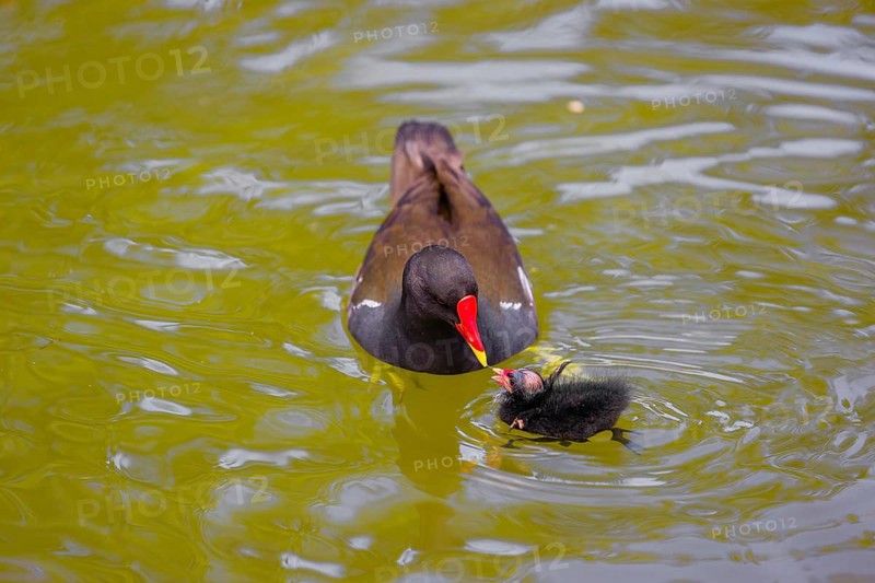 An adult common moorhen (Gallinula chloropus), swims in a pondand feeds one of her chicks