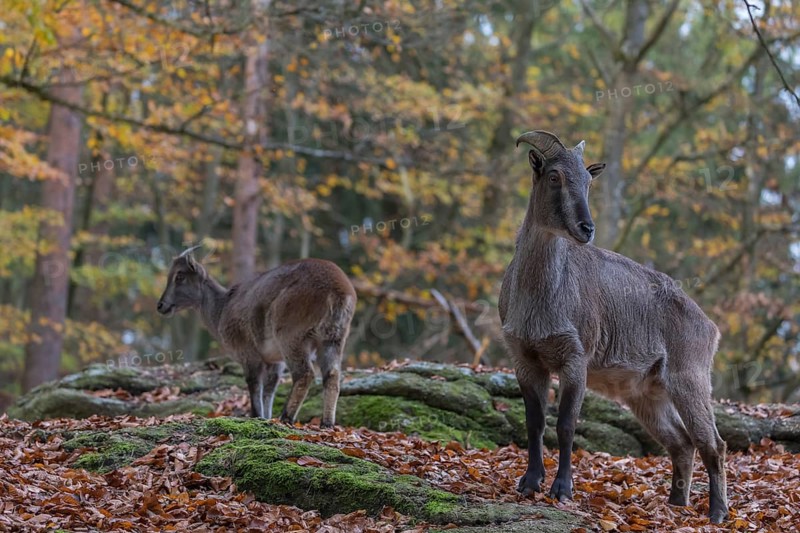 One female Himalayan Tahr (Hemitragus jemlahicus) standing in a forest. Green and yellow forest in the background