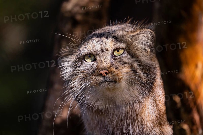 Portrait of a Pallas's cat (Otocolobus manul) or Manul. Least concern species on the IUCN Red List since 2020