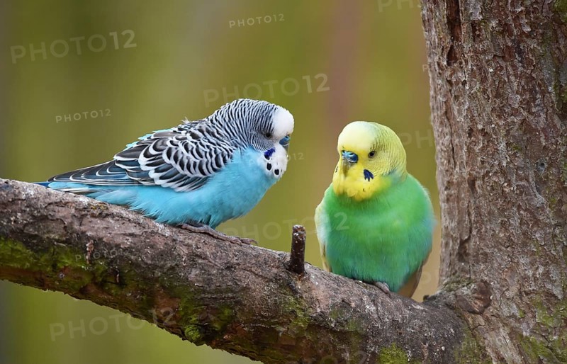 Budgerigars, (Melopsittacus undulatus) courtship display