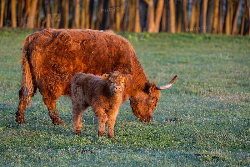A highland cow (Bos primigenius taurus) suckles her calf