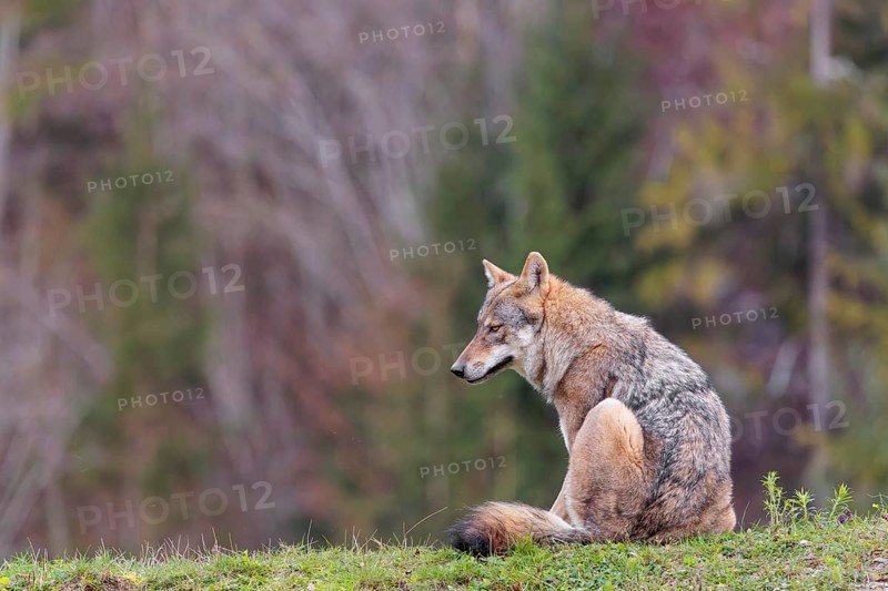 A female eurasian grey wolf (Canis lupus lupus) sits on green meadow on top of a hill