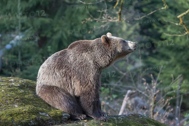One female Eurasian brown bear (Ursus arctos arctos) resting on a mossy rock. Green vegetation in the background and a late light spot on the bear