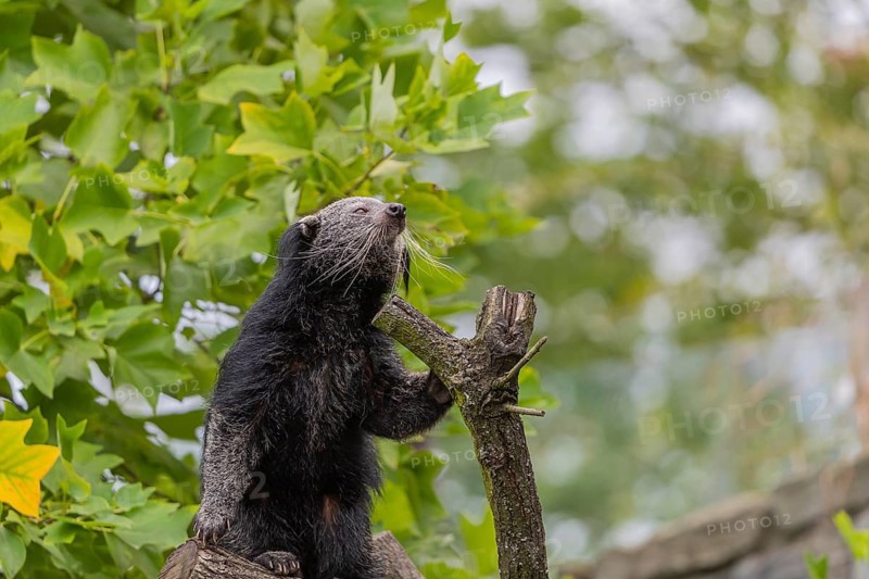 One binturong (Arctictis binturong), or bearcat balancing over branches framed by green leafs