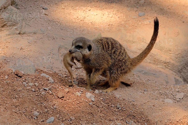 Tiger nut (Suricata suricatta), adult, juvenile, carry, carrying, newborn, baby, female, mother with juvenile, social behaviour