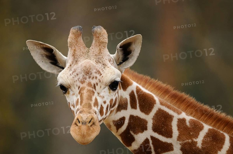 Frontal view of a giraffe head with distinctive horns and fur pattern, reticulated giraffe (Giraffa camelopardalis reticulata), captive