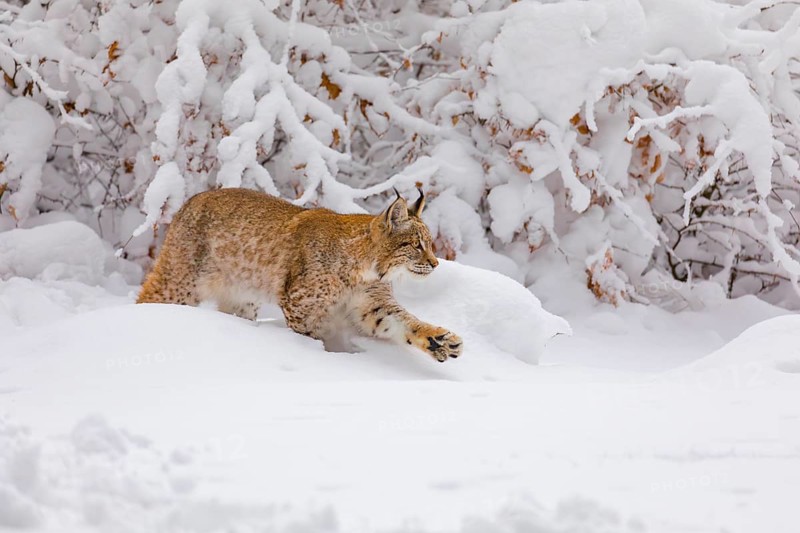 One young male Eurasian lynx, (Lynx lynx), walking through deep snow covered undergrowth in a forest