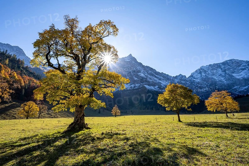 Sycamore maple with autumnal yellow foliage and Solaster endeca, large maple base in autumn, rocky mountain peaks with Spritzkarspitze in the background, Rißtal in the Eng, Tyrol, Austria, Europe