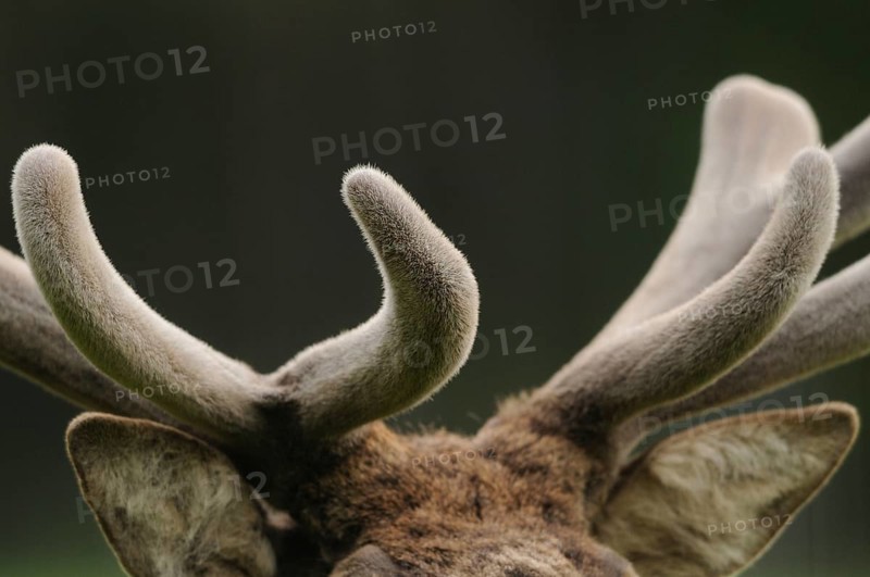 Close-up of a deer antler with velvety velvet, red deer (Cervus elaphus), Bavaria