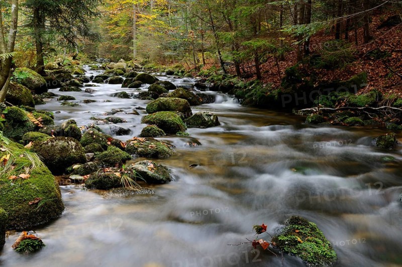 A quiet stream flows through an autumnal forest, surrounded by moss-covered stones, Kleine Ohe, Bavarian Forest National Park