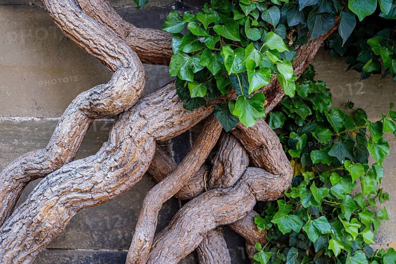 Common ivy, Hedera helix, growing on the outer wall of the Old Palace, Stuttgart, Baden-Württemberg, Germany, Europe
