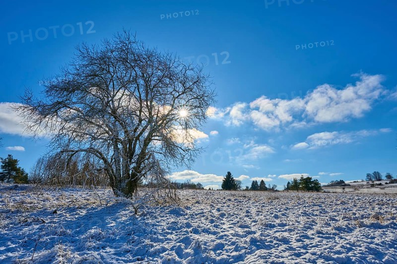 A bare tree stands in a snow-covered landscape under a bright sky, winter, Oberelsbach, Lange Rhön, Rhön, Bavaria, Germany, Europe