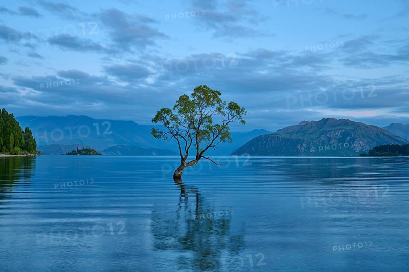 A single tree stands in calm blue water against a mountain backdrop, summer, Lake Wanaka, Wanaka, Otago, South Island, New Zealand, Oceania