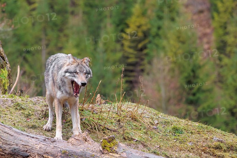 An adult male grey wolf (Canis lupus lupus) stands yawning in a meadow on the top of a hill between a rock and a rotting tree trunk