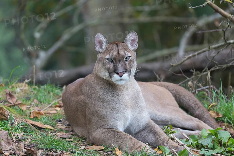 Portrait of an adult male cougar between branches of a tree with greenish background