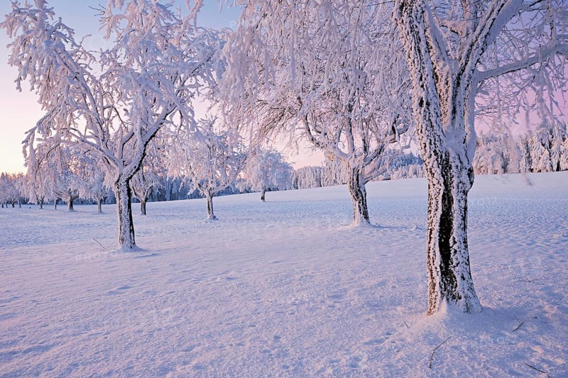 Row of trees in hoarfrost at dusk, Grod, Lindenberg, Beinwil, Freiamt, Canton Aargau, Switzerland, Europe